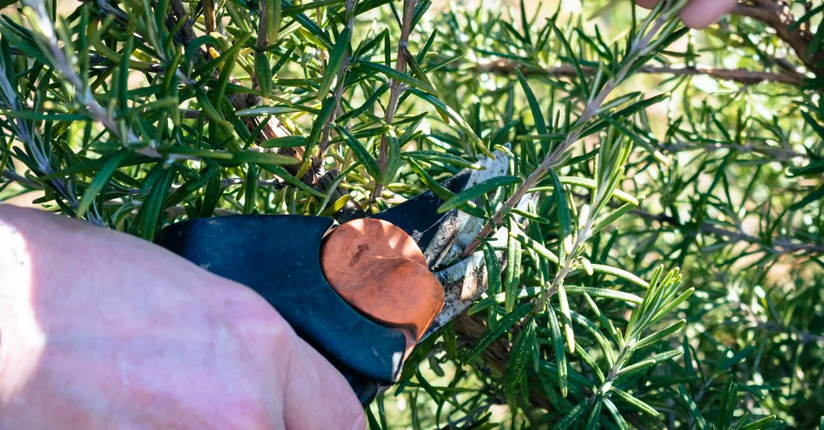 découvrez les meilleures techniques de taille des plantes pour favoriser leur croissance, améliorer leur santé et maximiser leur floraison.
